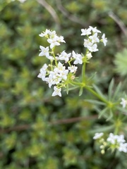 Galium pumilum