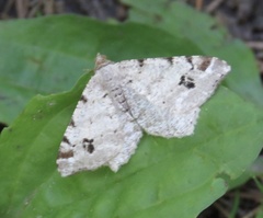 Macaria notata
