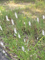 Verbena simplex