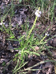 Verbena simplex