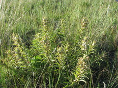 Castilleja sessiliflora
