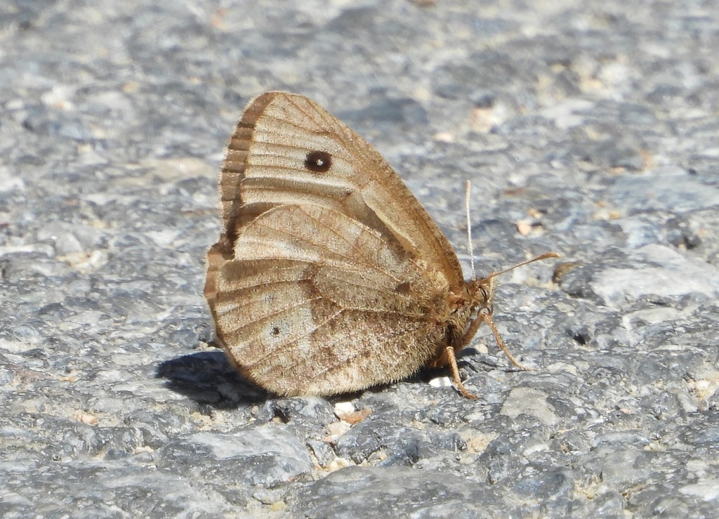 Oeneis mongolica