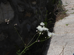 Thalictrum petaloideum