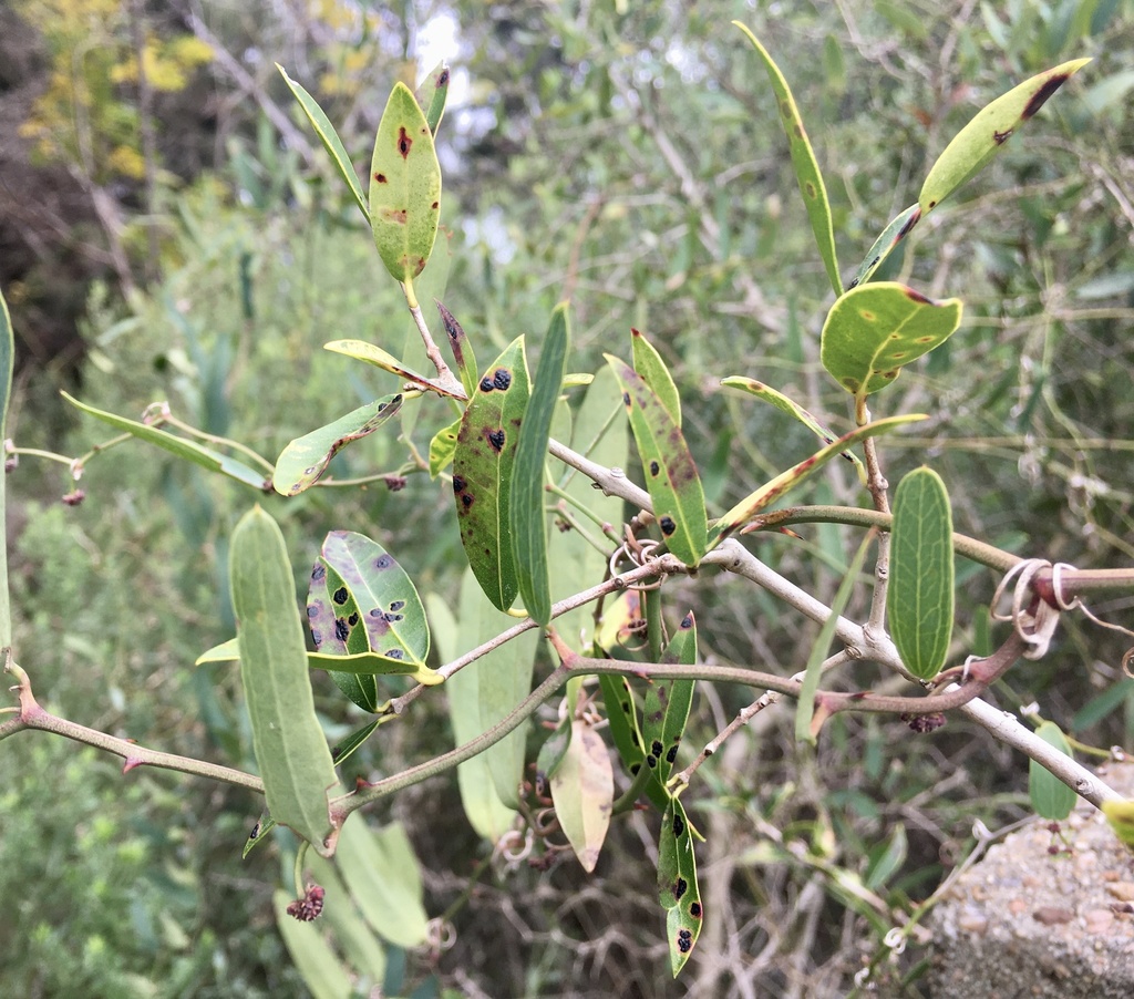 Smilax campestris