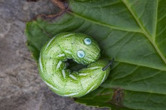 Rhagastis albomarginata