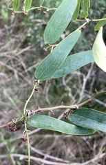 Smilax campestris