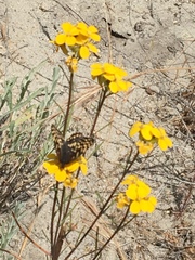 Erysimum teretifolium