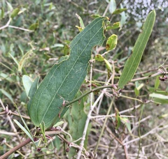 Smilax campestris
