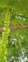 Pterocarya
