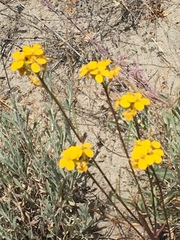 Erysimum teretifolium