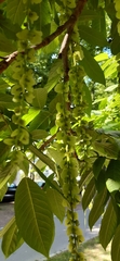 Pterocarya