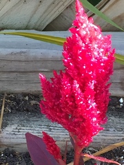 Celosia argentea plumosa