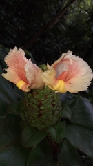Costus guanaiensis