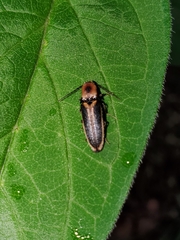 Megapenthes limbalis