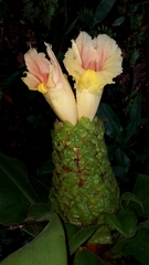Costus guanaiensis