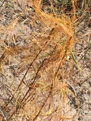 Cuscuta occidentalis