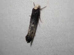 Endrosis sarcitrella