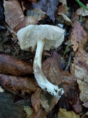 Leccinellum albellum