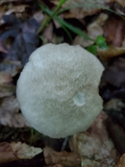 Leccinellum albellum