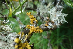 Xanthoria parietina