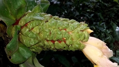Costus guanaiensis