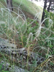 Stipa pennata
