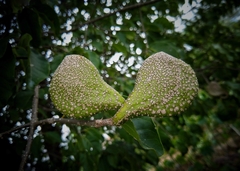 Aspidosperma pyrifolium