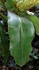 Costus guanaiensis