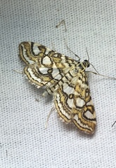Elophila ekthlipsis