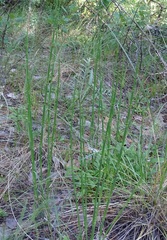 Equisetum × moorei