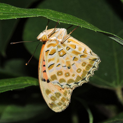 Argynnis hyperbius