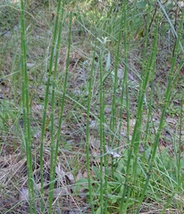 Equisetum × moorei