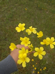 Linum flavum