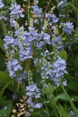 Veronica austriaca