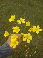 Linum flavum
