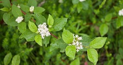 Cornus sericea