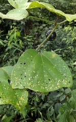Passiflora anfracta