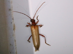 Centrodera decolorata