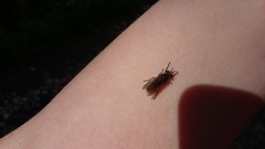 Haematopota pluvialis