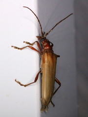 Centrodera decolorata