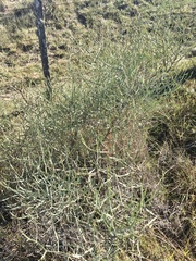 Baccharis articulata