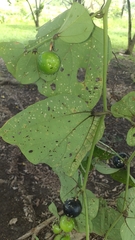 Passiflora anfracta