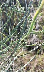 Baccharis articulata