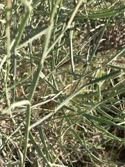 Baccharis articulata