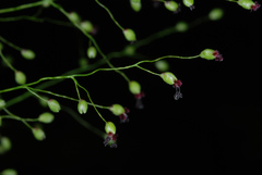 Dichanthelium polyanthes