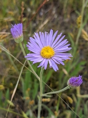 Erigeron corymbosus