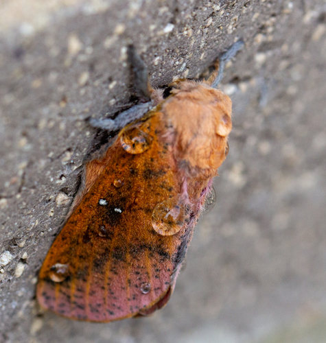 Honey Locust Moth photo 6