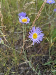 Erigeron corymbosus