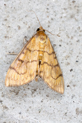 Anania verbascalis