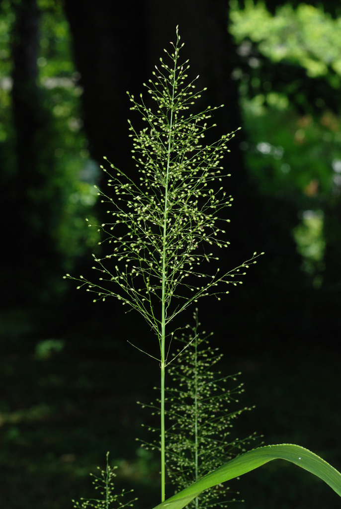 roundseed panicgrass